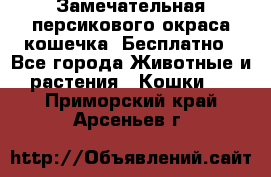 Замечательная персикового окраса кошечка. Бесплатно - Все города Животные и растения » Кошки   . Приморский край,Арсеньев г.